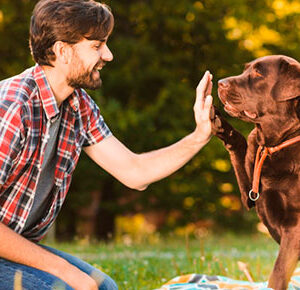 Curso Adiestramiento canino básico