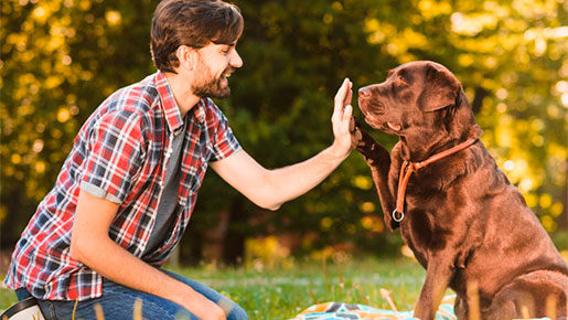 Adiestramiento canino basico